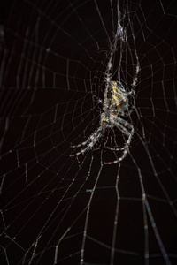 黑色背景下的蜘蛛图片