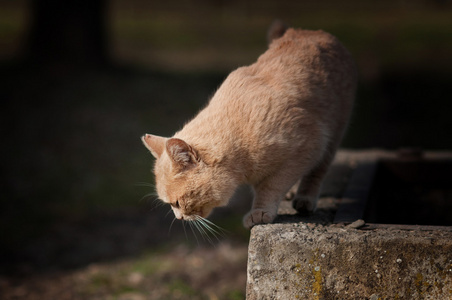 流浪猫 野猫