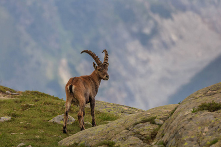 Ibex，勃朗峰范围法国