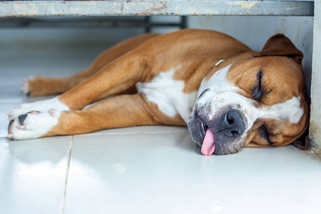 英国斗牛犬睡眠和显示舌头