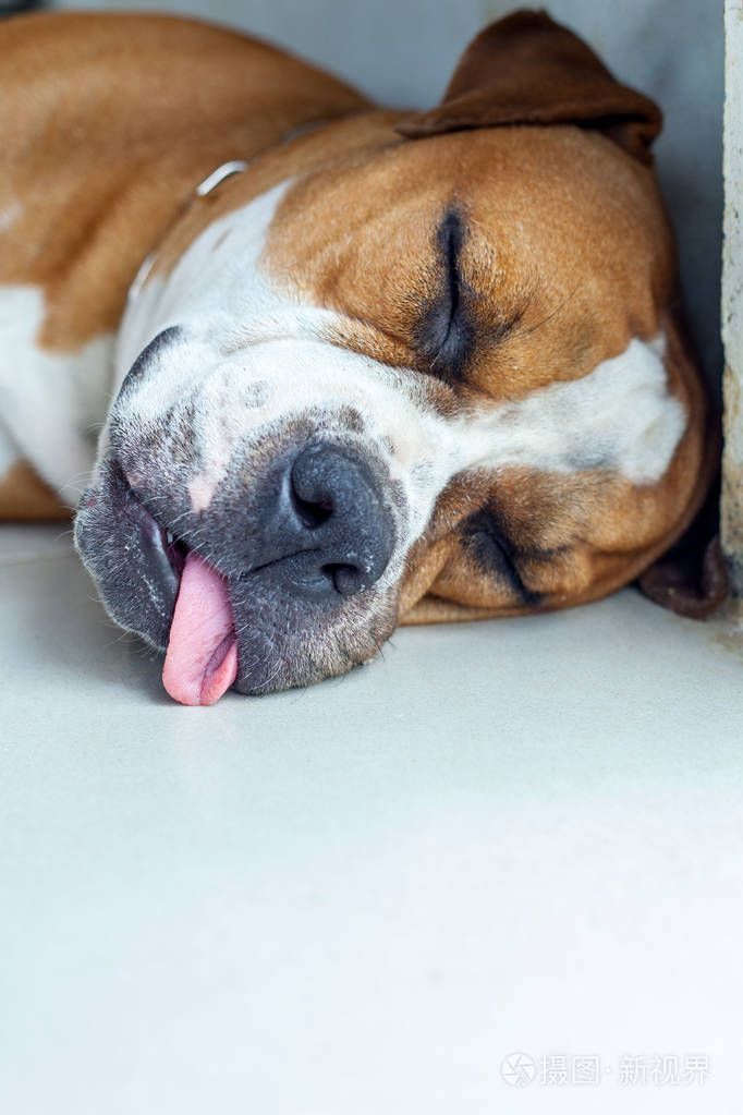 英国斗牛犬睡眠和显示舌头