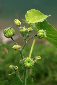 白麻属植物