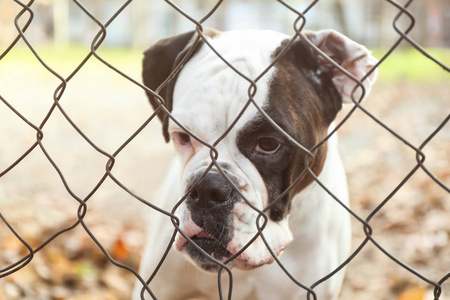 可爱的白色拳击手狗在户外, 通过链路围栏查看。领养宠物