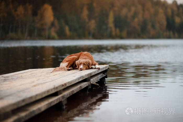 狗新斯科舍省鸭在一个木码头的收费猎犬