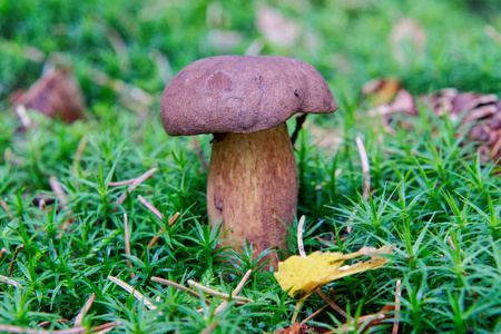 在森林中生长的野生蘑菇