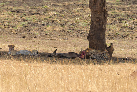 在一顿饭后休息的猎豹 科学名称 属 jubatus 或 杜马 在 Swaheli 在塔兰吉雷国家公园, 坦桑尼亚