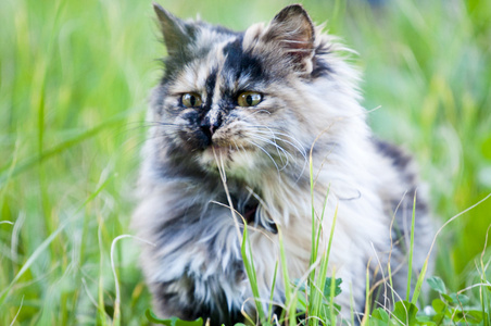 波斯猫在草地上