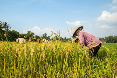 越南 在越南的稻叻省收割水稻的农民
