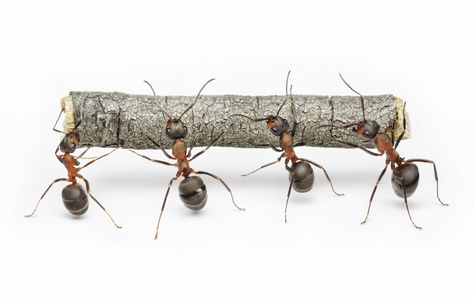 蚂蚁队与原木团队合作