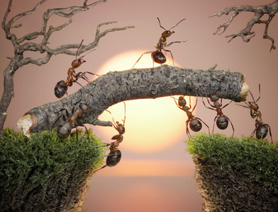 日出时蚂蚁队在水面上建造桥梁图片