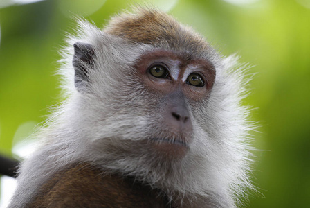 马来西亚吉隆坡鸟公园附近的猴子