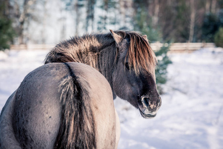 马的品种波兰 konik 姿势为肖像在冬天的背景下, 雪