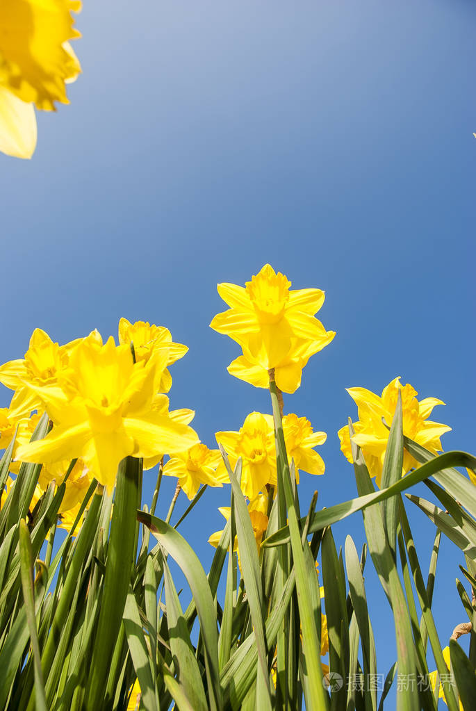 夏日阳光下的水仙花