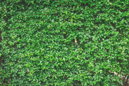 花园中的绿叶墙背景纹理