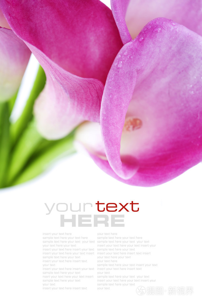 callalilies马蹄莲