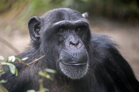马累黑猩猩画像, 接近