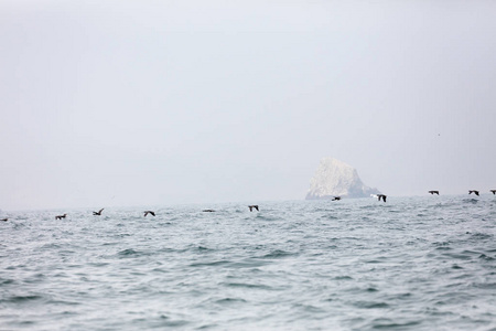 Ballestas Islands, Per