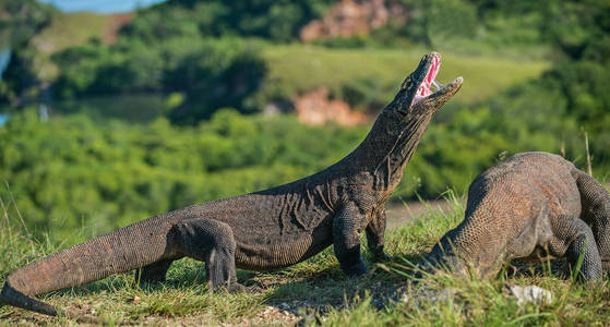 科莫多龙巨蜥 komodoensis 抬起头, 张开嘴巴。它是世界上最大的活蜥蜴。Rinca 岛印度尼西亚