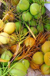 椰子新鲜作物收获绿色和黄色