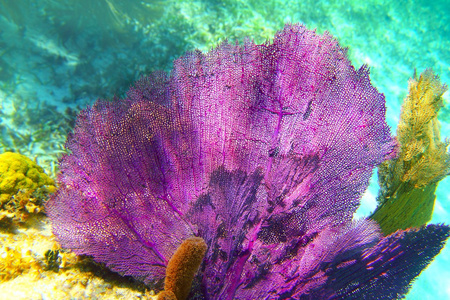 加勒比珊瑚礁玛雅里维埃拉色彩缤纷