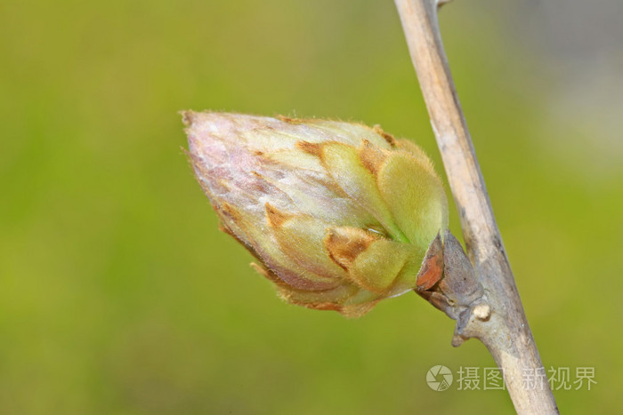 紫藤花芽
