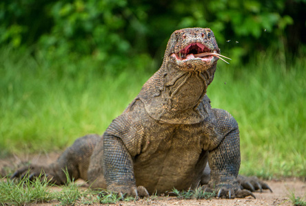 科莫多龙巨蜥 komodoensis 抬起头, 张开嘴巴。它是世界上最大的活蜥蜴。Rinca 岛印度尼西亚