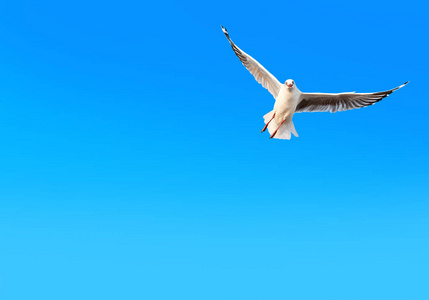 自由海鸥飞行在梯度蓝天背景与拷贝空间