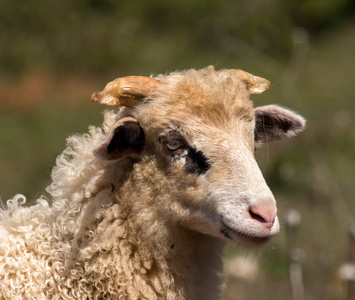 克罗地亚一只幼小绵羊的画像图片
