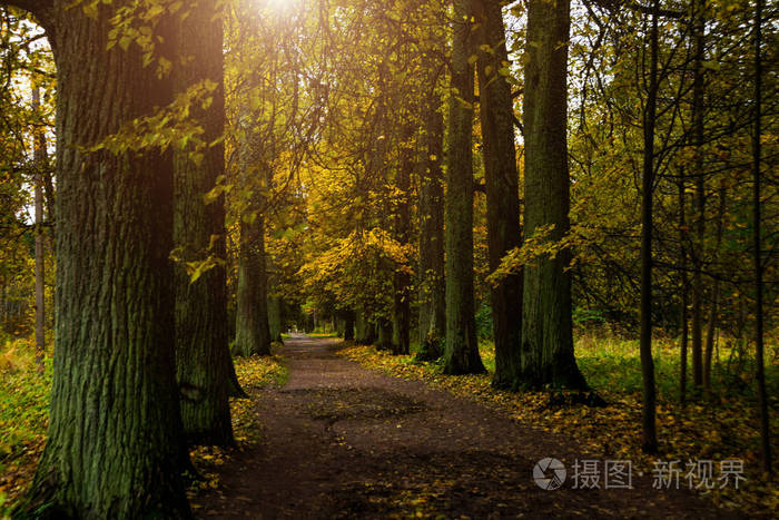 俄罗斯的美丽秋天的树林。公园地产 Rozhdestveno。列宁格勒州