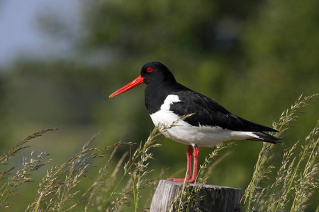 欧亚鹬 Haematopus ostralegus 栖息在栅栏柱上