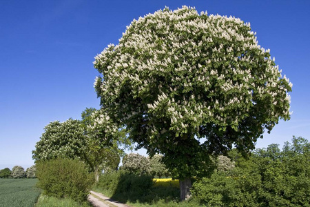 开花马蹄或七叶树树 (七叶树欧洲) 在油菜田