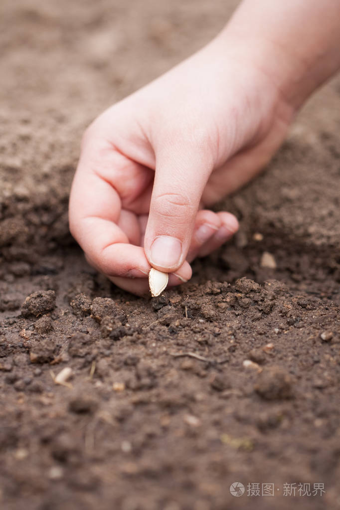 庭院南瓜手植物种子