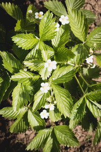 淡紫色的分支。春天的花朵