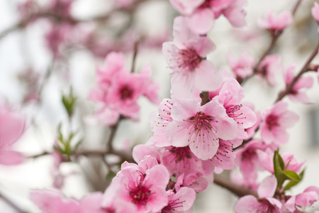 春天盛开的树，开着粉红色的花