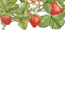 垂直横幅与成熟的红浆果草莓白色背景。设计为包装天然化妆品保健品。与地方为文本