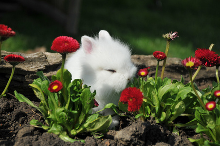 两个可爱的小姐妹穿着裙子,头上戴着白兔耳朵,在木门的背景上,捧着