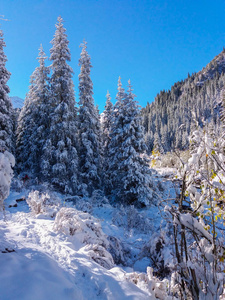 雪山和云杉