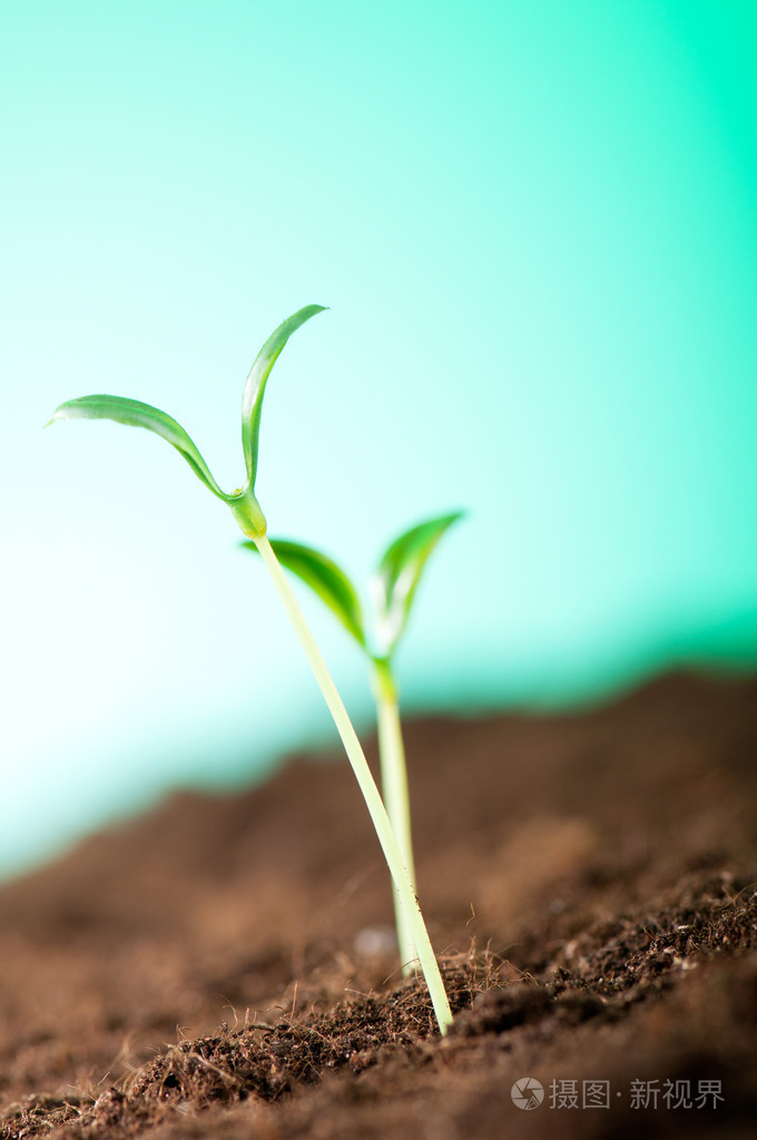 说明新生命概念的绿苗
