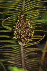 Apache 黄蜂 马蜂 apachus 和黄蜂巢上自然的形象