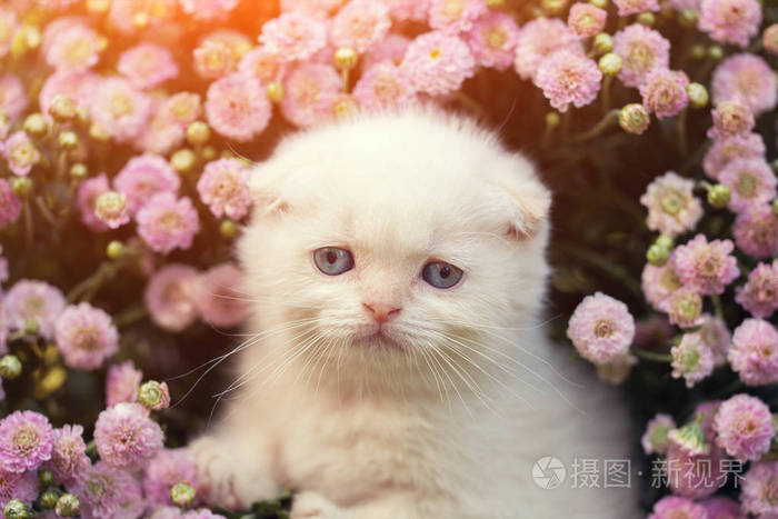 可爱白色苏格兰折耳猫的小猫坐在草地上的花照片 正版商用图片02ftah 摄图新视界