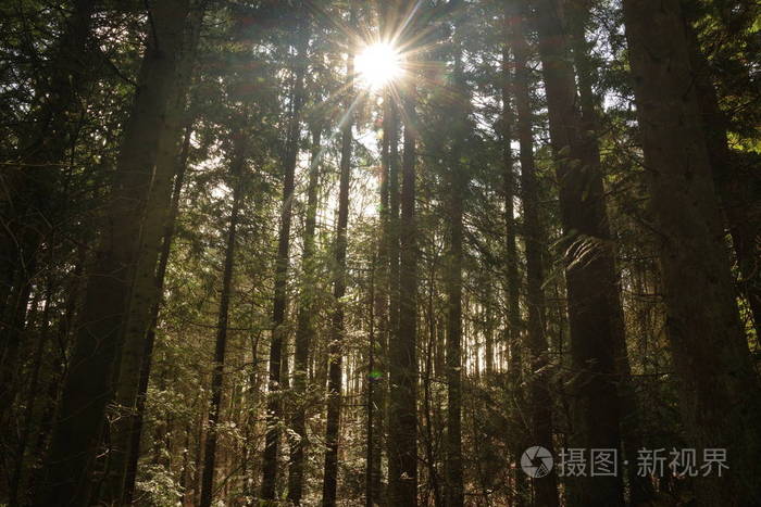 阳光照耀在森林里