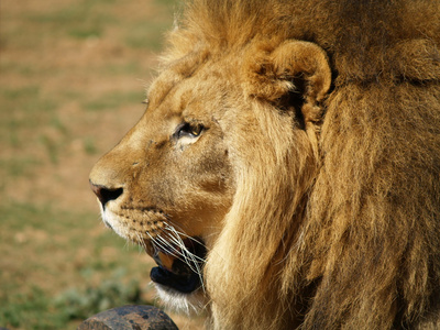 Lion Lwe Len