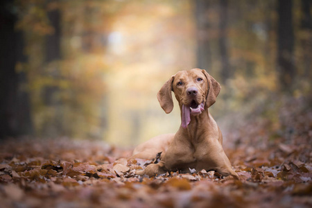 匈牙利猎犬在秋天的时间