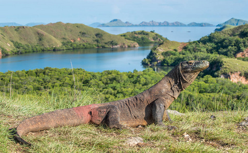 科莫多龙巨蜥 komodoensis世界上最大的活蜥蜴在自然栖息地。Rinca 岛印度尼西亚