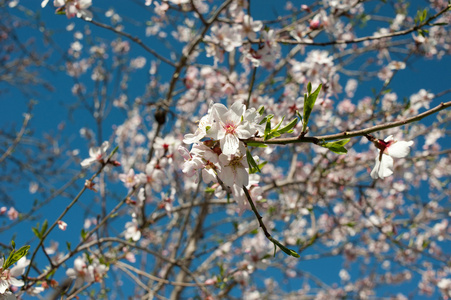 杏仁花