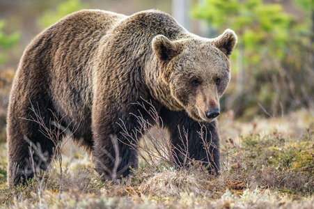 春天森林里的野生棕色熊。 欧洲棕熊
