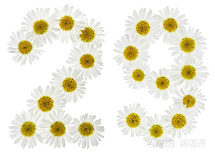 阿拉伯数字 29, 二十九, 白色花菊花