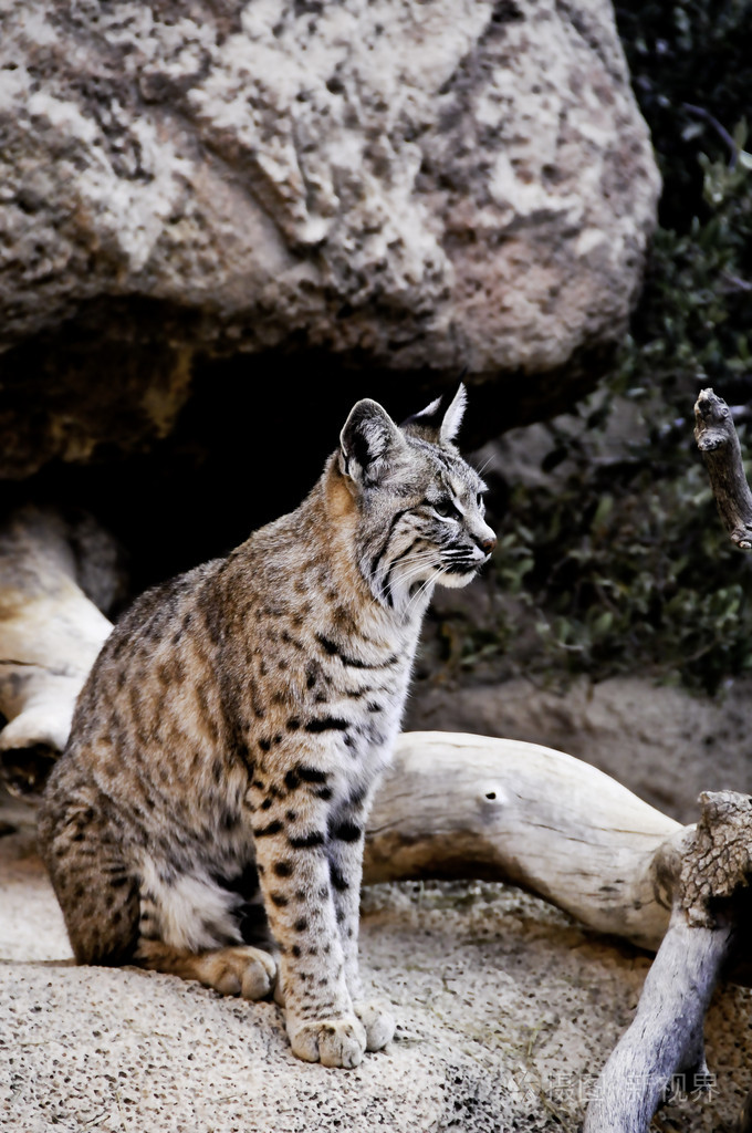 美洲野猫,山猫之类