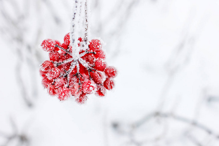 冬天冻荚雪下。荚在雪地里。第一场雪