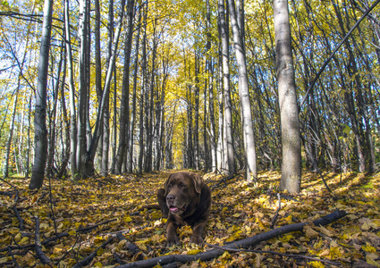 巧克力拉布拉多猎犬躺在森林里